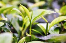稀土绿色提取技术获突破