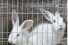 生物工程支架助兔子成功产仔